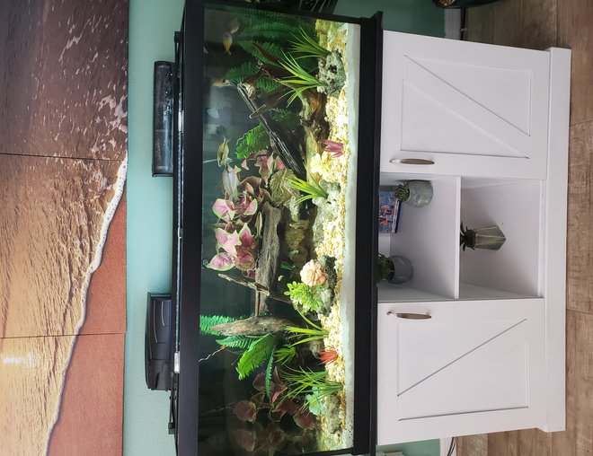 freshwater fish stocking in 75 gallons tank - Full tank freshwater fish stocking in 75 gallons tank - Full tank