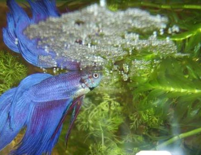 freshwater fish - betta splendens - betta - male stocking in 70 gallons tank - betta splendens