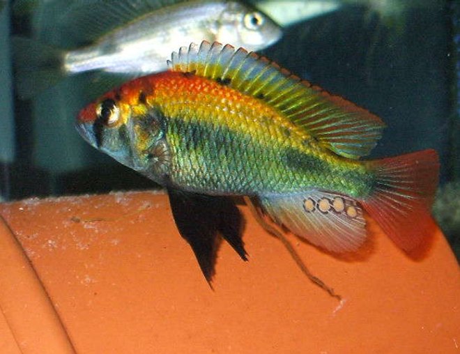 freshwater fish - haplochromis sp. stocking in 100 gallons tank - Hap Ruby Green freshwater fish - haplochromis sp. stocking in 100 gallons tank - Hap Ruby Green