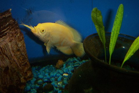 Rated #70: Freshwater Fish - Astronotus Ocellatus - Albino Oscar Stocking In 55 Gallons Tank - White Oscar, rather hungry little guy. Rated #70: Freshwater Fish - Astronotus Ocellatus - Albino Oscar Stocking In 55 Gallons Tank - White Oscar, rather hungry little guy.