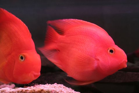Rated #67: Freshwater Fish - Heros Severus X Amphilophus Citrinellum - Blood Parrot Stocking In 75 Gallons Tank - pOOyan's parrots Rated #67: Freshwater Fish - Heros Severus X Amphilophus Citrinellum - Blood Parrot Stocking In 75 Gallons Tank - pOOyan's parrots