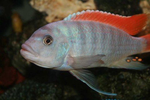 Rated #33: Freshwater Fish - Metriaclima Greshakei - Ice Blue Red Top Zebra Stocking In 35 Gallons Tank - Metriaclima Greshakei (Red Top) Male Rated #33: Freshwater Fish - Metriaclima Greshakei - Ice Blue Red Top Zebra Stocking In 35 Gallons Tank - Metriaclima Greshakei (Red Top) Male