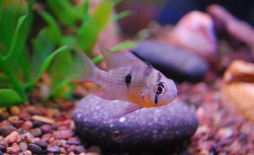 Rated #92: Freshwater Fish - Microgeophagus Altispinosa - Bolivian Ram Stocking In 75 Gallons Tank - My male Bolivian Ram Rated #92: Freshwater Fish - Microgeophagus Altispinosa - Bolivian Ram Stocking In 75 Gallons Tank - My male Bolivian Ram