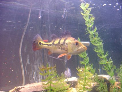 Rated #82: Freshwater Fish - Cichlia Ocellaris - Peacock Bass (ocellaris) Stocking In 55 Gallons Tank - this is in memory of my bass
he died on my 31st birthday 02-20-09.
R.I.P. Rated #82: Freshwater Fish - Cichlia Ocellaris - Peacock Bass (ocellaris) Stocking In 55 Gallons Tank - this is in memory of my bass
he died on my 31st birthday 02-20-09.
R.I.P.