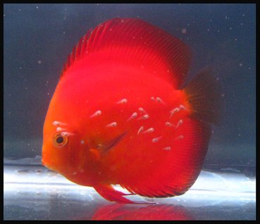 Rated #9: Freshwater Fish - Symphysodon Aequifasciatus - Golden Melon Discus Stocking In 127 Gallons Tank - Discus Golden Melon with fry Rated #9: Freshwater Fish - Symphysodon Aequifasciatus - Golden Melon Discus Stocking In 127 Gallons Tank - Discus Golden Melon with fry