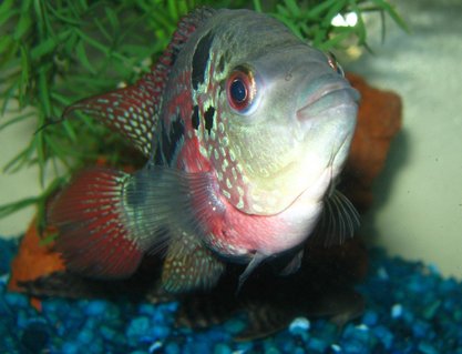 Rated #49: Freshwater Fish - Cichlasoma Sp. - Flower Horn Cichlid Stocking In 125 Gallons Tank - my favourite girl ;) in here she was 4 in. Rated #49: Freshwater Fish - Cichlasoma Sp. - Flower Horn Cichlid Stocking In 125 Gallons Tank - my favourite girl ;) in here she was 4 in.