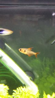 Rated #27: Freshwater Fish Stocking In 16 Gallons Tank - Female Red Phantom Tetra. Rated #27: Freshwater Fish Stocking In 16 Gallons Tank - Female Red Phantom Tetra.