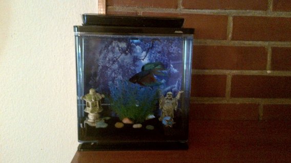 Rated #34: Freshwater Fish Stocking In 1 Gallon Tank - Betta kit 0.8 gallon. Rated #34: Freshwater Fish Stocking In 1 Gallon Tank - Betta kit 0.8 gallon.