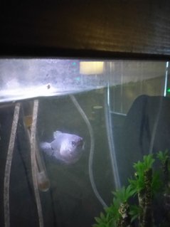Rated #11: Freshwater Fish Stocking In 35 Gallons Tank - Blue gourami named spot what is wrong with it not sure what\'s going on here it\'s been like this for 2weeks so far Rated #11: Freshwater Fish Stocking In 35 Gallons Tank - Blue gourami named spot what is wrong with it not sure what's going on here it's been like this for 2weeks so far