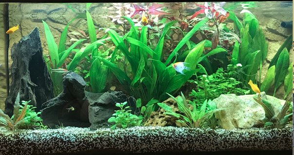 Rated #8: Freshwater Fish Stocking In 180 Gallons Tank - Planted tank Rated #8: Freshwater Fish Stocking In 180 Gallons Tank - Planted tank