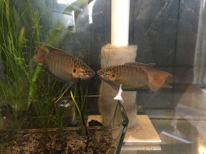Rated #6: Freshwater Fish Stocking In 145 Gallons Tank - my paradise gourami Rated #6: Freshwater Fish Stocking In 145 Gallons Tank - my paradise gourami