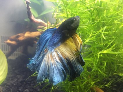 Rated #5: Freshwater Fish Stocking In 4 Gallons Tank - Betta Splendins in 5 Gallon Planted Nano Rated #5: Freshwater Fish Stocking In 4 Gallons Tank - Betta Splendins in 5 Gallon Planted Nano