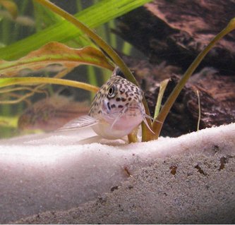 Rated #78: Freshwater Fish - Corydoras Ornatus - Ornate Cory Cat Stocking In 20 Gallons Tank - My Lovely Corydoras Trilineatus Rated #78: Freshwater Fish - Corydoras Ornatus - Ornate Cory Cat Stocking In 20 Gallons Tank - My Lovely Corydoras Trilineatus