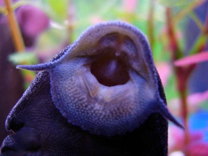 Rated #55: Freshwater Fish - Glyptoperichthys Gibbiceps - Sailfin Pleco (l-83) Stocking In 20 Gallons Tank - Pleco Rated #55: Freshwater Fish - Glyptoperichthys Gibbiceps - Sailfin Pleco (l-83) Stocking In 20 Gallons Tank - Pleco
