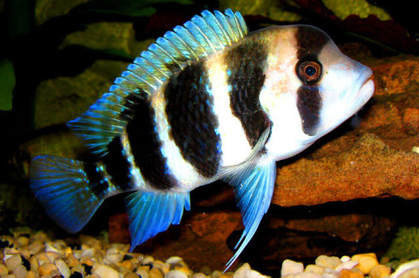 Rated #4: Freshwater Fish - Cyphotilapia Frontosa - Frontosa Cichlid Stocking In 55 Gallons Tank - Adolescent Frontosa curiously examining my camera. Rated #4: Freshwater Fish - Cyphotilapia Frontosa - Frontosa Cichlid Stocking In 55 Gallons Tank - Adolescent Frontosa curiously examining my camera.