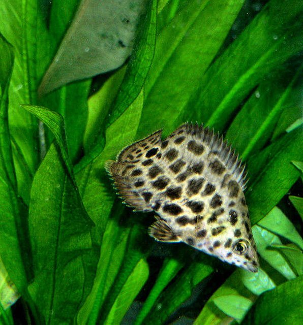 Rated #10: Freshwater Fish - Ctenopoma Acutirostre - Leopard Ctenopoma Stocking In 210 Gallons Tank - The Leopard Ctenopoma, also known as the Spotted Climbing Perch, is part of the Bush Fish group of the family Anabantidae. These Rated #10: Freshwater Fish - Ctenopoma Acutirostre - Leopard Ctenopoma Stocking In 210 Gallons Tank - The Leopard Ctenopoma, also known as the Spotted Climbing Perch, is part of the Bush Fish group of the family Anabantidae. These "climbing fish" are patient predators often remaining still among plants waiting for food to pass by. The Leopard Ctenopoma is one of the more colorful species of the Ctenopoma genus.
The Leopard Ctenopoma requires a densely planted aquarium with roots and driftwood in which to hide. Somewhat aggressive, this fish should be kept with other fish of similar size.
Ctenopoma acutirostre is a bubble-nest builder. Slightly acidic (pH 6.5-7.0), very soft (dH 2-4), and warm water (79-82°F) is necessary for breeding. The fry should be fed live food such as brine shrimp.
Carnivores, Leopard Ctenopomas will eat live, frozen, and prepared foods such as krill or ocean plankton, as well as floating pellet food.