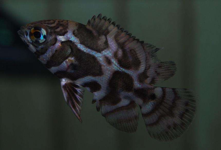 Rated #8: Freshwater Fish - Astronotus Ocellatus - Leopard Oscar Stocking In 90 Gallons Tank - my 3/4 inch leopard oscar Rated #8: Freshwater Fish - Astronotus Ocellatus - Leopard Oscar Stocking In 90 Gallons Tank - my 3/4 inch leopard oscar