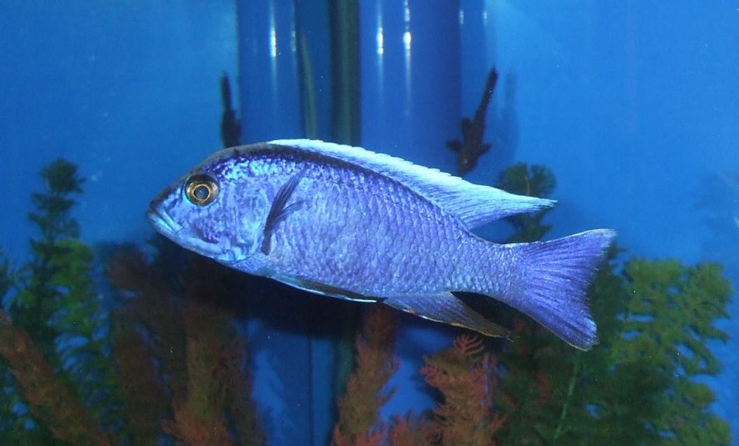 Rated #83: Freshwater Fish - Sciaenochromis Ahli - Electric Blue Cichlid Stocking In 280 Gallons Tank - My Electric Blue Cichlid. Rated #83: Freshwater Fish - Sciaenochromis Ahli - Electric Blue Cichlid Stocking In 280 Gallons Tank - My Electric Blue Cichlid.