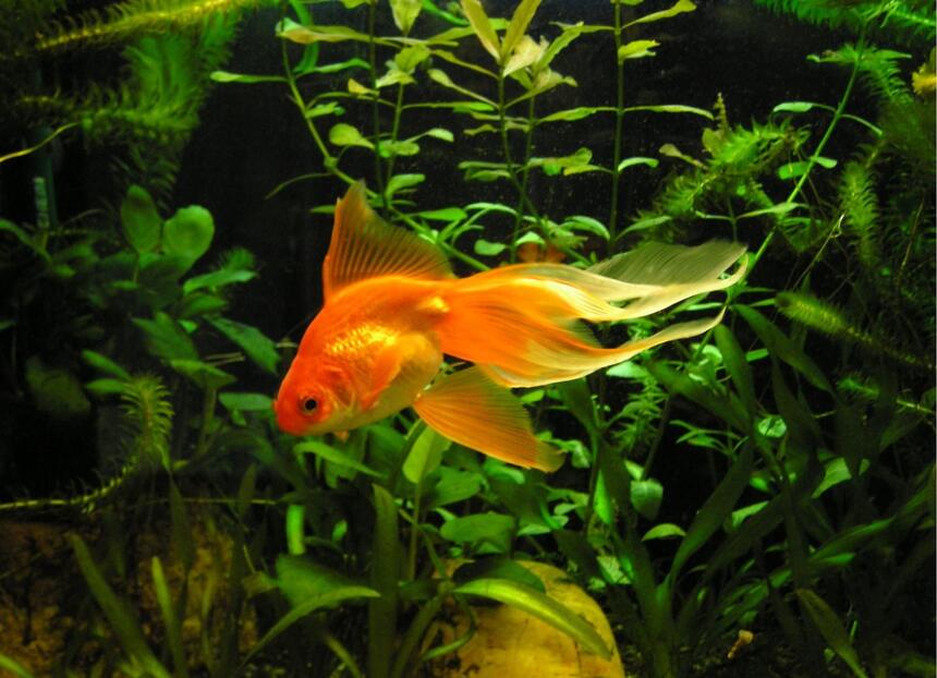 Rated #93: Freshwater Fish - Carassius Auratus - Red Ryukin Goldfish Stocking In 29 Gallons Tank - My orange veiltail goldfish, Hugo, he Rated #93: Freshwater Fish - Carassius Auratus - Red Ryukin Goldfish Stocking In 29 Gallons Tank - My orange veiltail goldfish, Hugo, he's pretty, isn't he :)
Note that the plants are not jet eaten in this picture, though it was taken only a few days before the full tank shot was taken.