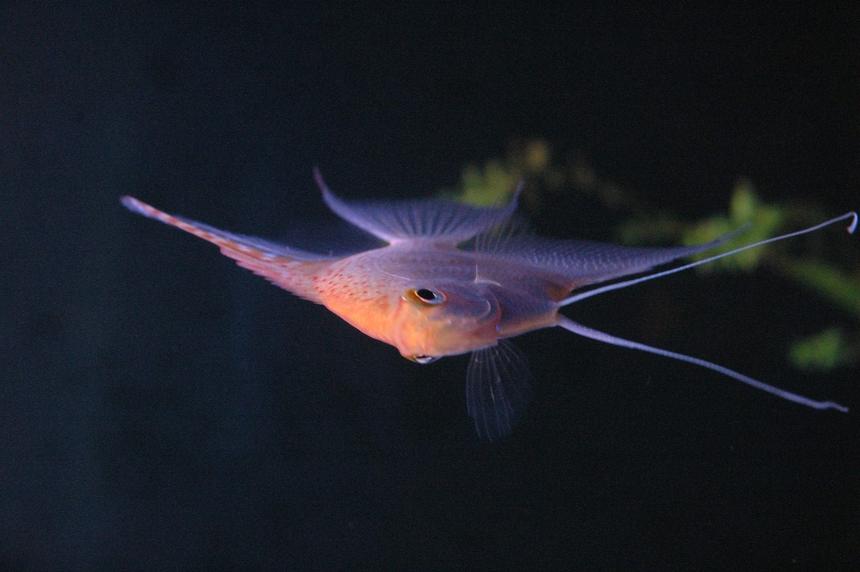 Rated #56: Freshwater Fish - Pterophyllum Sp. - White Blushing Angel Stocking In 90 Gallons Tank - my angel Rated #56: Freshwater Fish - Pterophyllum Sp. - White Blushing Angel Stocking In 90 Gallons Tank - my angel