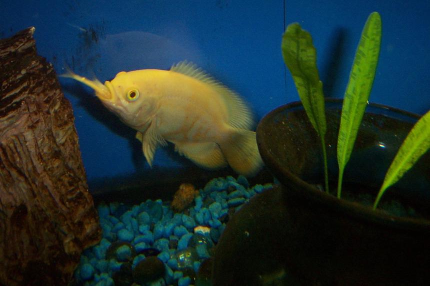 Rated #70: Freshwater Fish - Astronotus Ocellatus - Albino Oscar Stocking In 55 Gallons Tank - White Oscar, rather hungry little guy. Rated #70: Freshwater Fish - Astronotus Ocellatus - Albino Oscar Stocking In 55 Gallons Tank - White Oscar, rather hungry little guy.