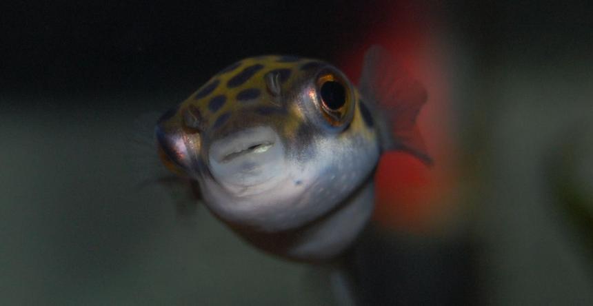 Rated #54: Freshwater Fish - Tetraodon Nigroviridis - Green Spotted Puffer Stocking In 20 Gallons Tank - Green Puffer Rated #54: Freshwater Fish - Tetraodon Nigroviridis - Green Spotted Puffer Stocking In 20 Gallons Tank - Green Puffer