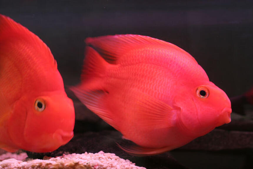 Rated #67: Freshwater Fish - Heros Severus X Amphilophus Citrinellum - Blood Parrot Stocking In 75 Gallons Tank - pOOyan Rated #67: Freshwater Fish - Heros Severus X Amphilophus Citrinellum - Blood Parrot Stocking In 75 Gallons Tank - pOOyan's parrots