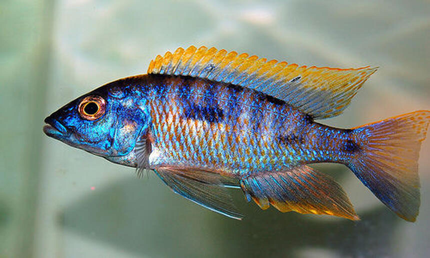 Rated #4: Freshwater Fish - Protomelas Steveni - Taiwan Reef Stocking In 135 Gallons Tank - Peacock cichlid Rated #4: Freshwater Fish - Protomelas Steveni - Taiwan Reef Stocking In 135 Gallons Tank - Peacock cichlid