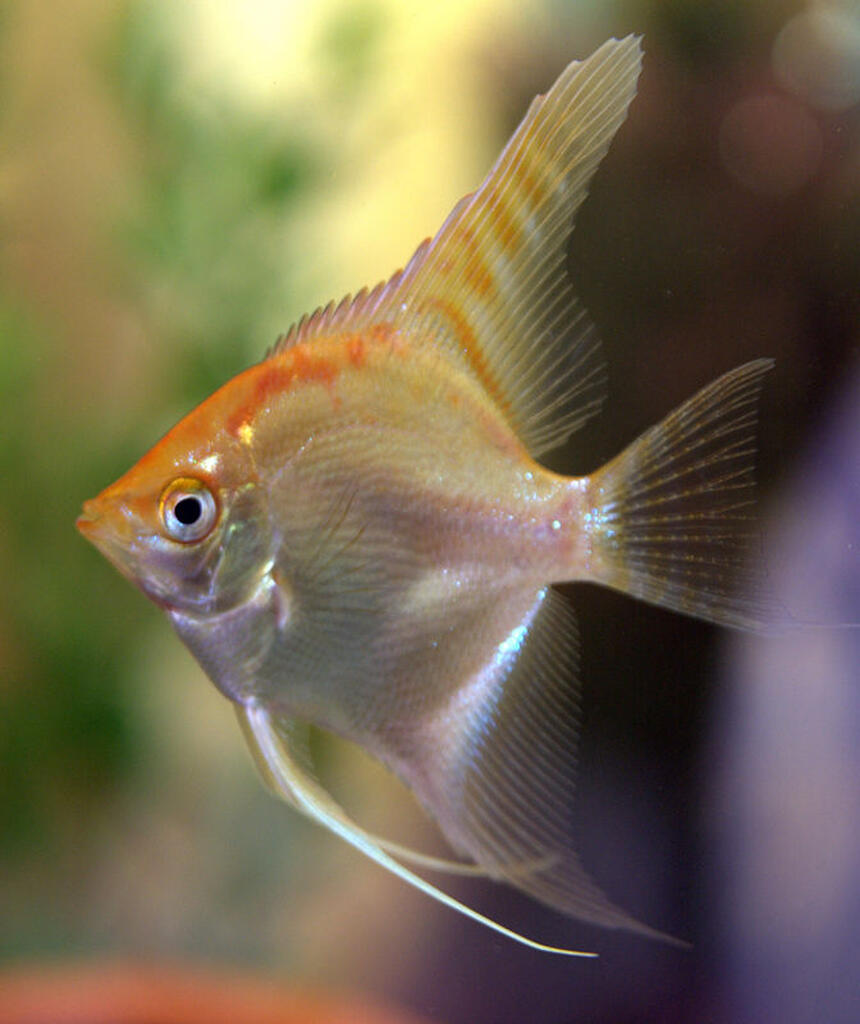 Rated #11: Freshwater Fish - Pterophyllum Sp. - Gold Veil Angel Stocking In 47 Gallons Tank - juve angels Rated #11: Freshwater Fish - Pterophyllum Sp. - Gold Veil Angel Stocking In 47 Gallons Tank - juve angels