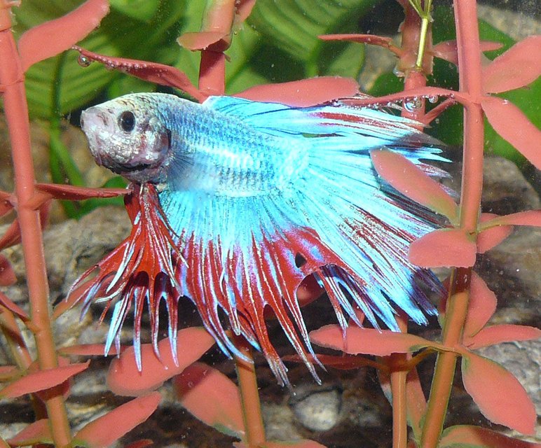 Rated #64: Freshwater Fish - Betta Splendens - Crown Tail Betta Stocking In 29 Gallons Tank - Crown Fin Beta Rated #64: Freshwater Fish - Betta Splendens - Crown Tail Betta Stocking In 29 Gallons Tank - Crown Fin Beta