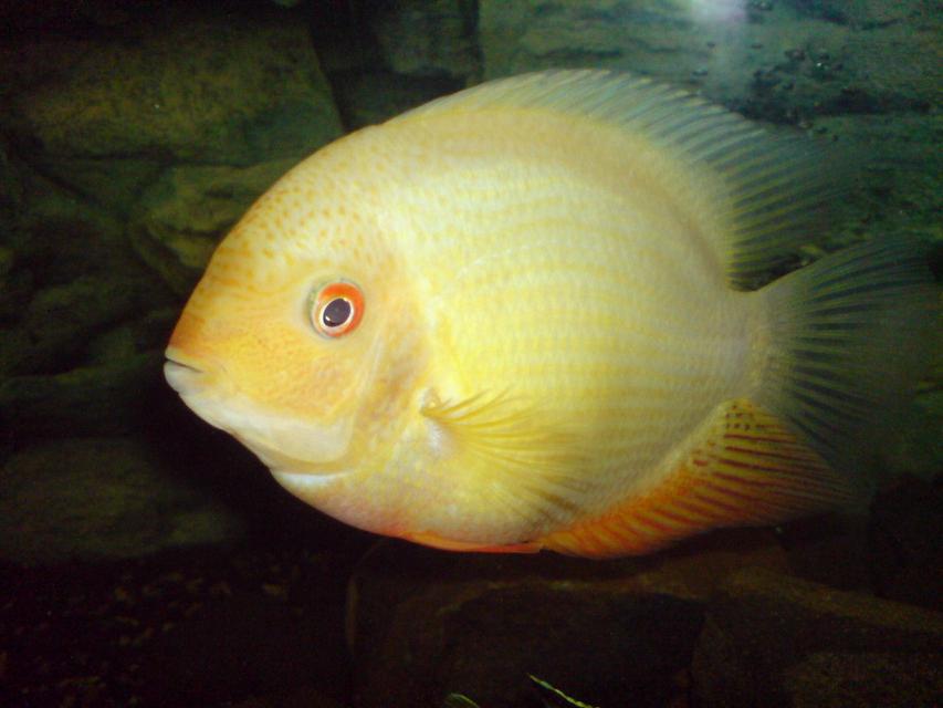 Rated #99: Freshwater Fish - Heros Serverus - Gold Severum Stocking In 150 Gallons Tank - my gold sevrum Rated #99: Freshwater Fish - Heros Serverus - Gold Severum Stocking In 150 Gallons Tank - my gold sevrum