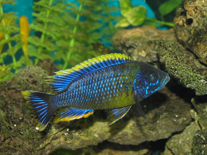 Rated #6: Freshwater Fish - Auloncara Sp. Stocking In 90 Gallons Tank - Auloncara sp. Lawanda Rated #6: Freshwater Fish - Auloncara Sp. Stocking In 90 Gallons Tank - Auloncara sp. Lawanda