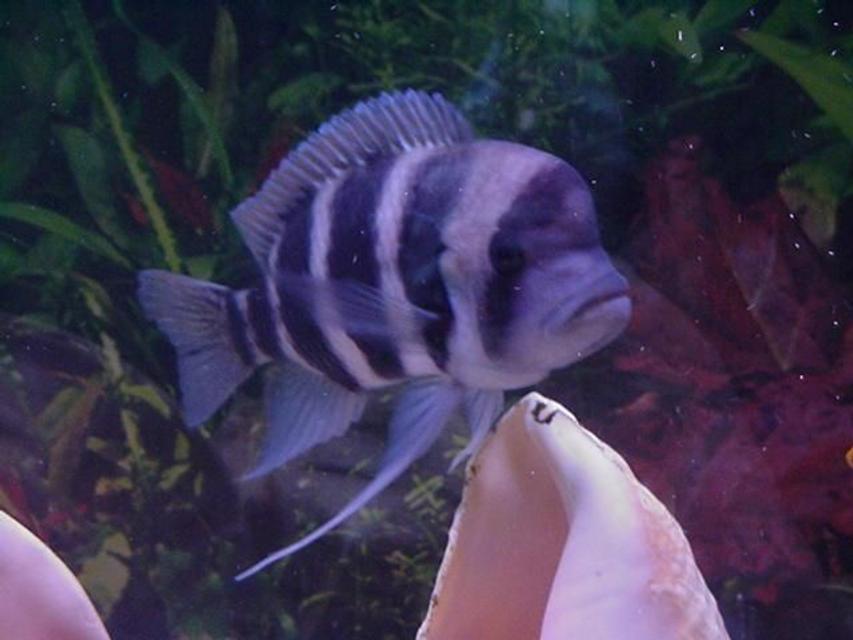 Rated #36: Freshwater Fish - Cyphotilapia Frontosa - Frontosa Cichlid Stocking In 75 Gallons Tank - one of my female frontosas Rated #36: Freshwater Fish - Cyphotilapia Frontosa - Frontosa Cichlid Stocking In 75 Gallons Tank - one of my female frontosas