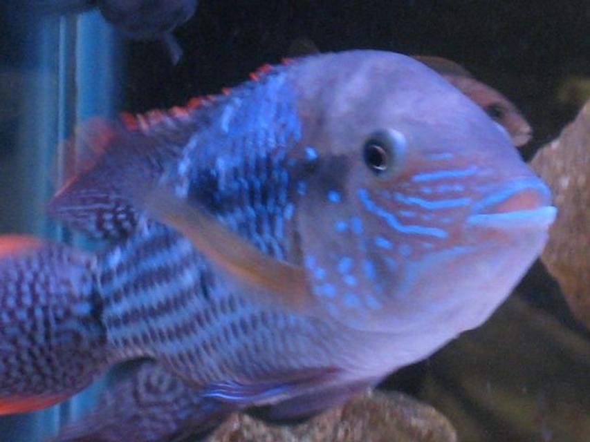 Rated #53: Freshwater Fish - Aequidens Rivulatus - Green Terror Stocking In 55 Gallons Tank - green terror Rated #53: Freshwater Fish - Aequidens Rivulatus - Green Terror Stocking In 55 Gallons Tank - green terror