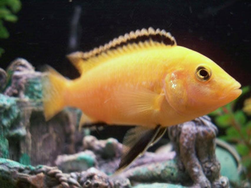 Rated #95: Freshwater Fish - Labidochromis Caeruleus - Electric Yellow Cichlid Stocking In 50 Gallons Tank - male yellow cichlid Rated #95: Freshwater Fish - Labidochromis Caeruleus - Electric Yellow Cichlid Stocking In 50 Gallons Tank - male yellow cichlid