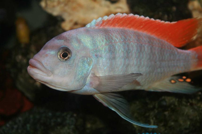 Rated #33: Freshwater Fish - Metriaclima Greshakei - Ice Blue Red Top Zebra Stocking In 35 Gallons Tank - Metriaclima Greshakei (Red Top) Male Rated #33: Freshwater Fish - Metriaclima Greshakei - Ice Blue Red Top Zebra Stocking In 35 Gallons Tank - Metriaclima Greshakei (Red Top) Male