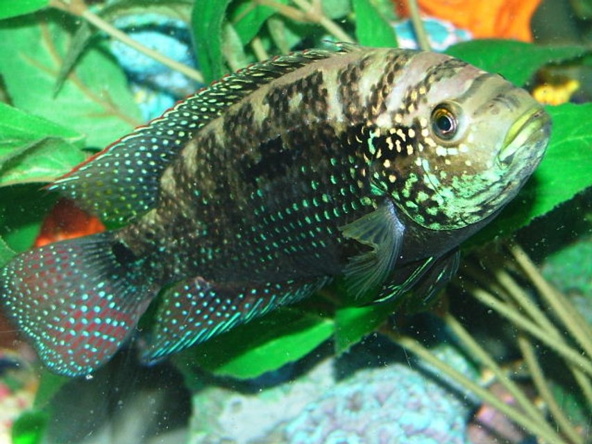 Rated #9: Freshwater Fish - Nandopsis Octofasciatum - Jack Dempsey Stocking In 80 Gallons Tank - My Jack Dempsey Named Numbs Rated #9: Freshwater Fish - Nandopsis Octofasciatum - Jack Dempsey Stocking In 80 Gallons Tank - My Jack Dempsey Named Numbs