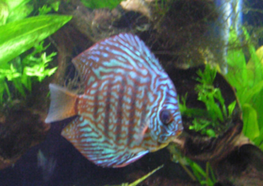Rated #34: Freshwater Fish - Symphysodon Spp. - Red Turquoise Discus Stocking In 40 Gallons Tank - Red Turq Discus named Naina. My three and half year old son named her. Rated #34: Freshwater Fish - Symphysodon Spp. - Red Turquoise Discus Stocking In 40 Gallons Tank - Red Turq Discus named Naina. My three and half year old son named her.