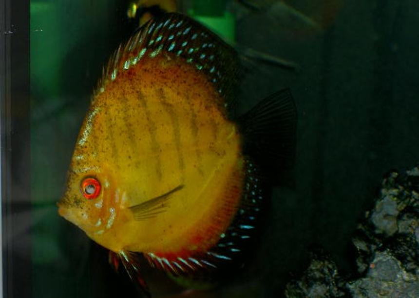 Rated #53: Freshwater Fish - Symphysodon Sp. - Royal Red Discus Stocking In 46 Gallons Tank - One Really big Discus Rated #53: Freshwater Fish - Symphysodon Sp. - Royal Red Discus Stocking In 46 Gallons Tank - One Really big Discus