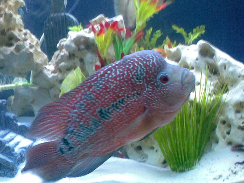 Rated #45: Freshwater Fish - Cichlasoma Sp. - Flower Horn Cichlid Stocking In 46 Gallons Tank - My Magnificent 2 year old Flower beast. I got him when he was only 2 inches.. Check out the COLORS!!!!!!!!!!! Rated #45: Freshwater Fish - Cichlasoma Sp. - Flower Horn Cichlid Stocking In 46 Gallons Tank - My Magnificent 2 year old Flower beast. I got him when he was only 2 inches.. Check out the COLORS!!!!!!!!!!!