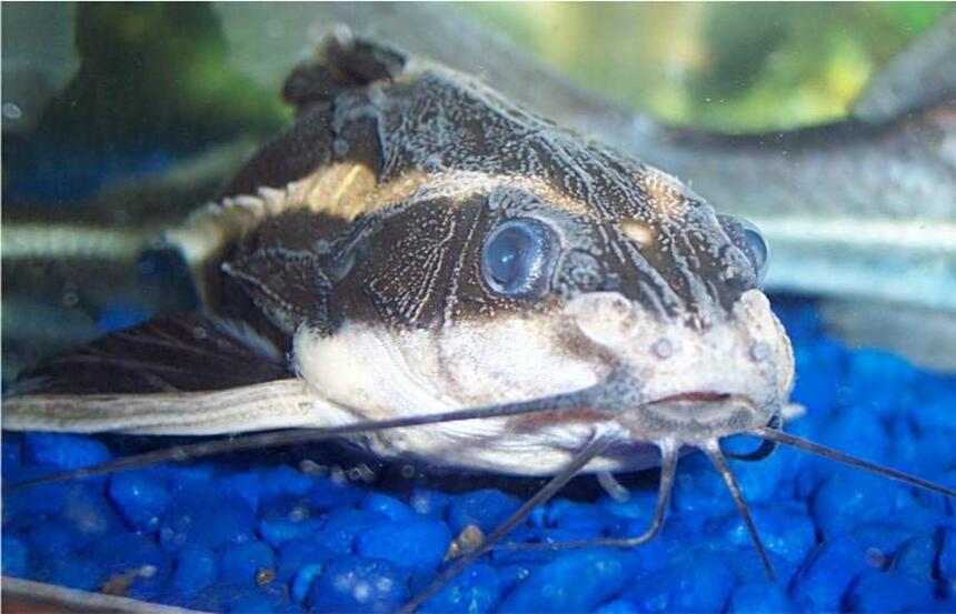 Rated #77: Freshwater Fish - Platydoras Costatus - Striped Raphael Catfish Stocking In 72 Gallons Tank - Striped Raphael Catfish, Platydoras Costatus Rated #77: Freshwater Fish - Platydoras Costatus - Striped Raphael Catfish Stocking In 72 Gallons Tank - Striped Raphael Catfish, Platydoras Costatus