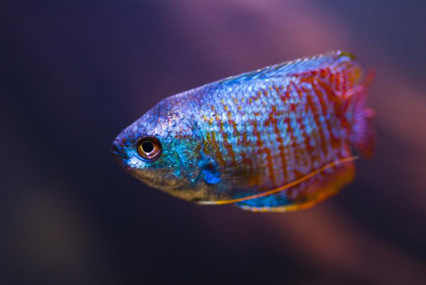 Rated #80: Freshwater Fish - Colisa Lalia - Neon Blue Dwarf Gourami Stocking In 28 Gallons Tank - Portrait of Dwarf Gourami Rated #80: Freshwater Fish - Colisa Lalia - Neon Blue Dwarf Gourami Stocking In 28 Gallons Tank - Portrait of Dwarf Gourami