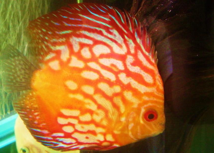 Rated #62: Freshwater Fish - Fire Dragon Discus Stocking In 55 Gallons Tank - fresh water discus Rated #62: Freshwater Fish - Fire Dragon Discus Stocking In 55 Gallons Tank - fresh water discus