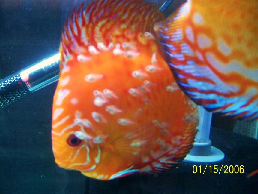 Rated #16: Freshwater Fish - Symphysodon Sp. - Royal Red Discus Stocking In 66 Gallons Tank - discus with young Rated #16: Freshwater Fish - Symphysodon Sp. - Royal Red Discus Stocking In 66 Gallons Tank - discus with young
