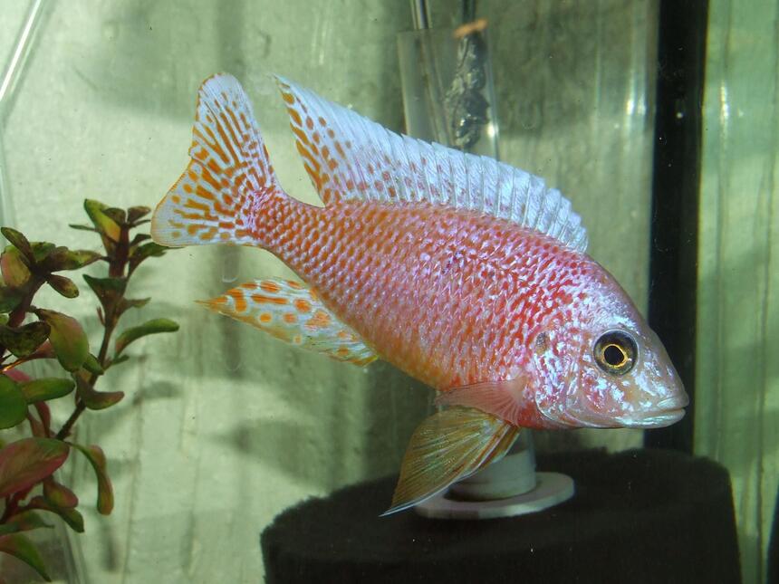 Rated #41: Freshwater Fish - Aulonocara Sp. - Dragon Blood Peacock Stocking In 125 Gallons Tank - My dragonblood peacock! Rated #41: Freshwater Fish - Aulonocara Sp. - Dragon Blood Peacock Stocking In 125 Gallons Tank - My dragonblood peacock!