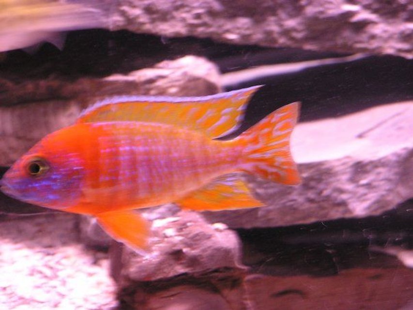 Rated #67: Freshwater Fish - Aulonocara Rubescens - Ruby Red Peacock Stocking In 60 Gallons Tank - red Peacock Rated #67: Freshwater Fish - Aulonocara Rubescens - Ruby Red Peacock Stocking In 60 Gallons Tank - red Peacock