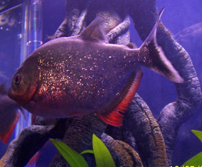 Rated #50: Freshwater Fish - Pygocentrus Nattereri - Redbellied Pirhana Stocking In 120 Gallons Tank - 6 inch Red Belly Piranah
Feed them Goldfish, Shrimp, Beefheart, Nightcrawlers and the Baby Red Belly Fry I feed Baby Brine Shrimp and Frozen Bloodworms when they are bigger Rated #50: Freshwater Fish - Pygocentrus Nattereri - Redbellied Pirhana Stocking In 120 Gallons Tank - 6 inch Red Belly Piranah
Feed them Goldfish, Shrimp, Beefheart, Nightcrawlers and the Baby Red Belly Fry I feed Baby Brine Shrimp and Frozen Bloodworms when they are bigger