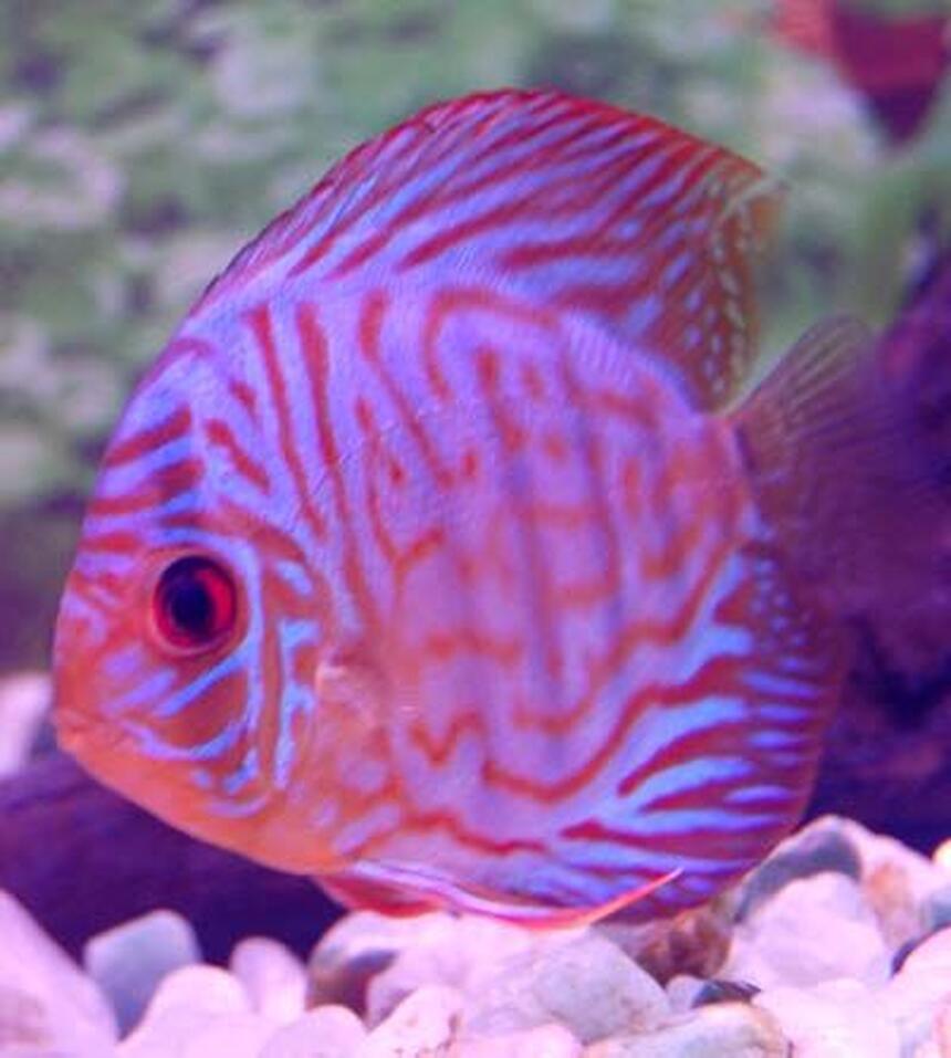 Rated #14: Freshwater Fish - Symphysodon Spp. - Red Turquoise Discus Stocking In 38 Gallons Tank - red turquoise Rated #14: Freshwater Fish - Symphysodon Spp. - Red Turquoise Discus Stocking In 38 Gallons Tank - red turquoise