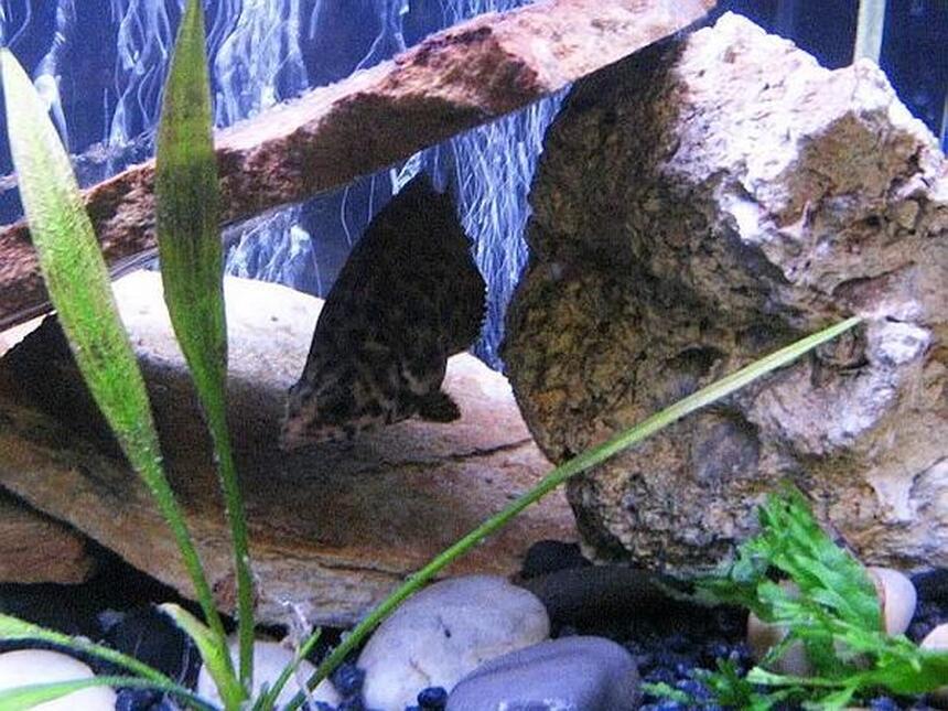 Rated #81: Freshwater Fish - Ctenopoma Acutirostre - Leopard Ctenopoma Stocking In 10 Gallons Tank - Leapord Ctenopoma Rated #81: Freshwater Fish - Ctenopoma Acutirostre - Leopard Ctenopoma Stocking In 10 Gallons Tank - Leapord Ctenopoma