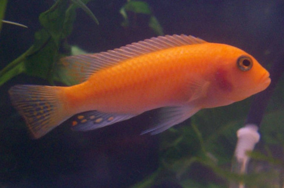 Rated #59: Freshwater Fish - Pseudotropheus Estherae - Red Zebra Cichlid Stocking In 55 Gallons Tank - Red Zebra Cichlid Rated #59: Freshwater Fish - Pseudotropheus Estherae - Red Zebra Cichlid Stocking In 55 Gallons Tank - Red Zebra Cichlid